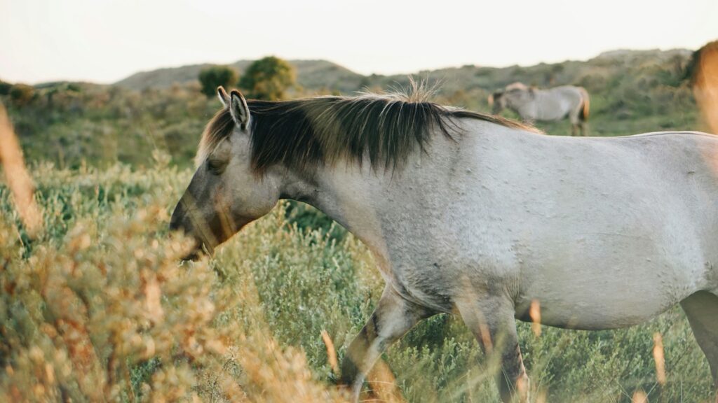 white horse eating grass