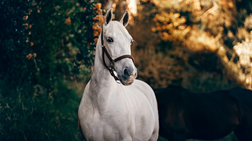 white horse standing near plant