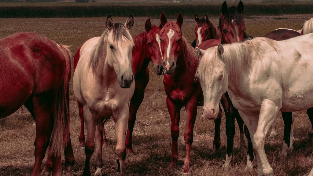 horse lot in a field