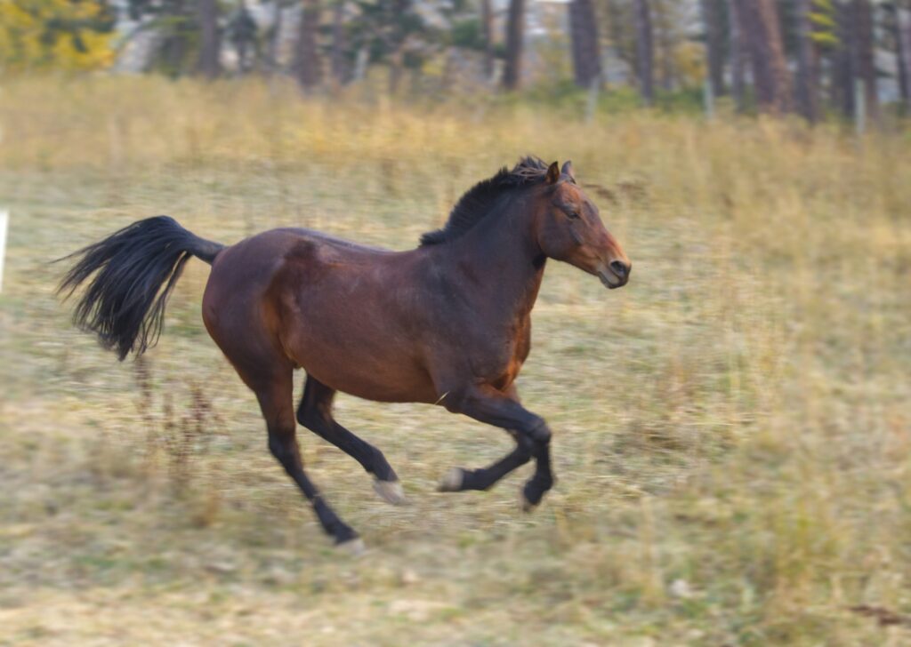 Morgan horse running in a field