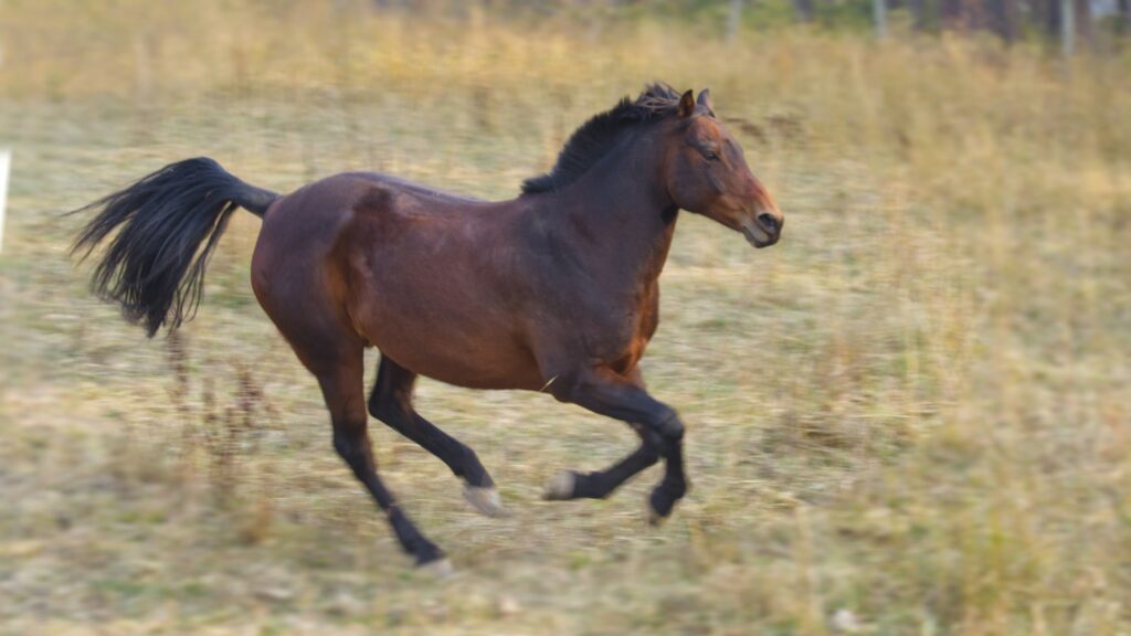 a horse running in a field