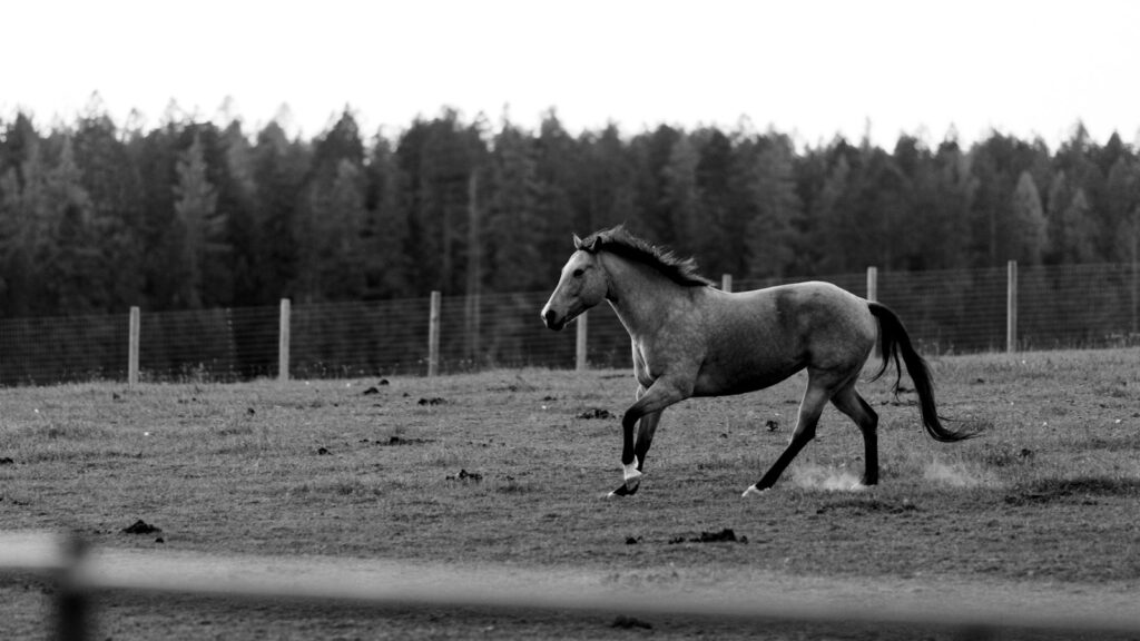a black and white photo of a horse running in a field