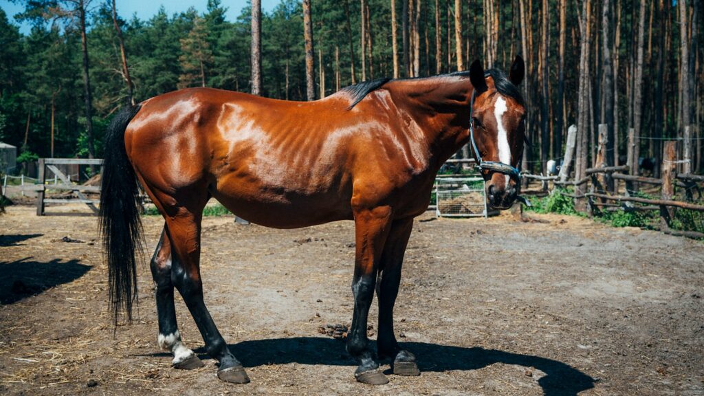 brown horse at the farm