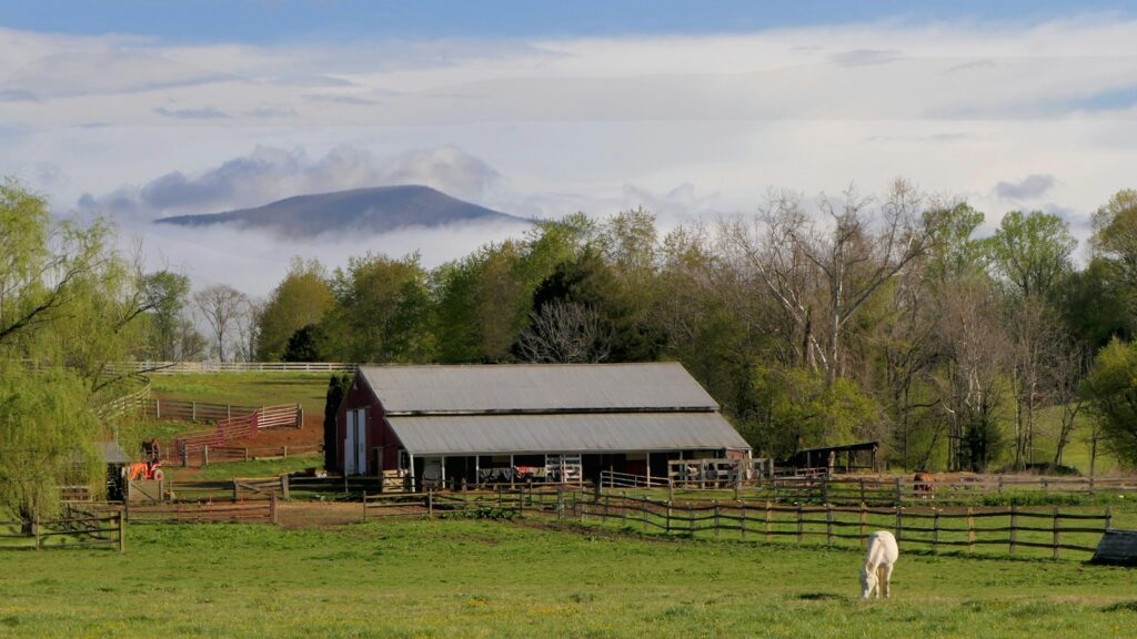 A horse grazing in a field next to a barn