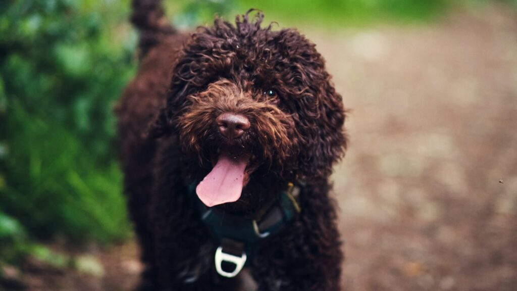 a brown dog standing on top of a dirt road