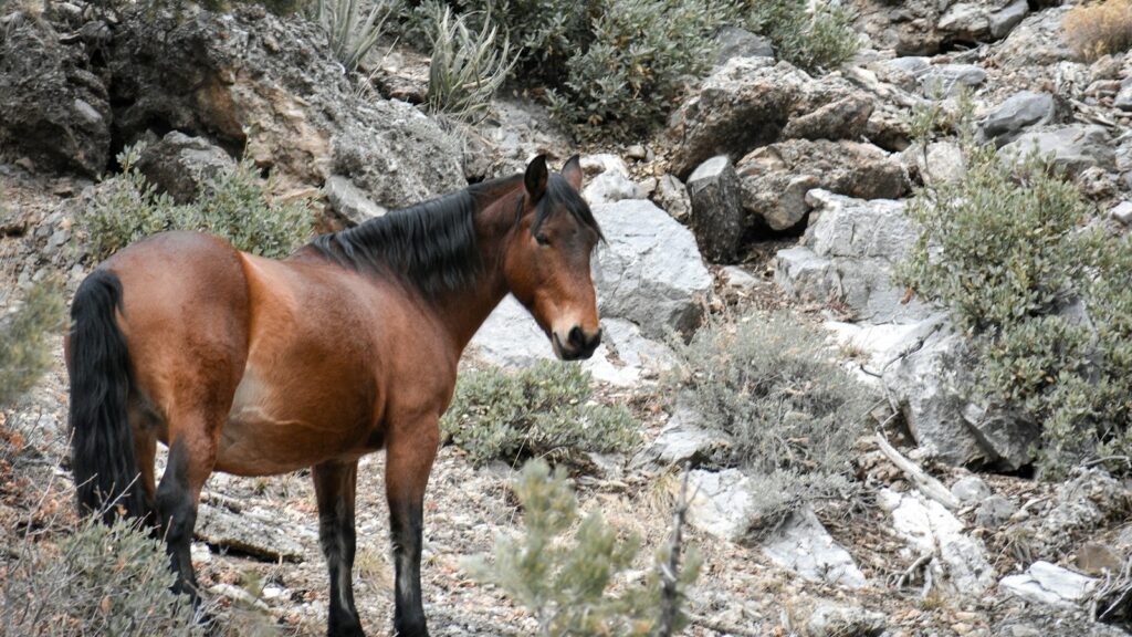 brown horse on hill
