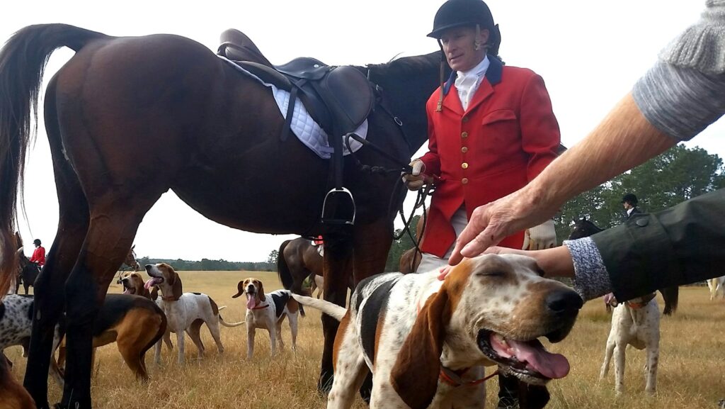 lots of dogs and horse with people during daytime