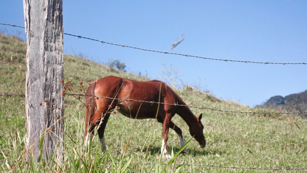 a horse grazing in a field
