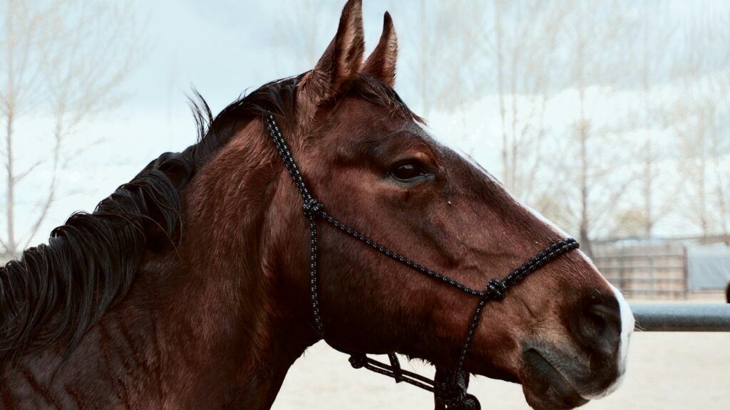 brown horse during daytime