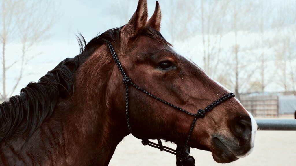 brown horse during the day