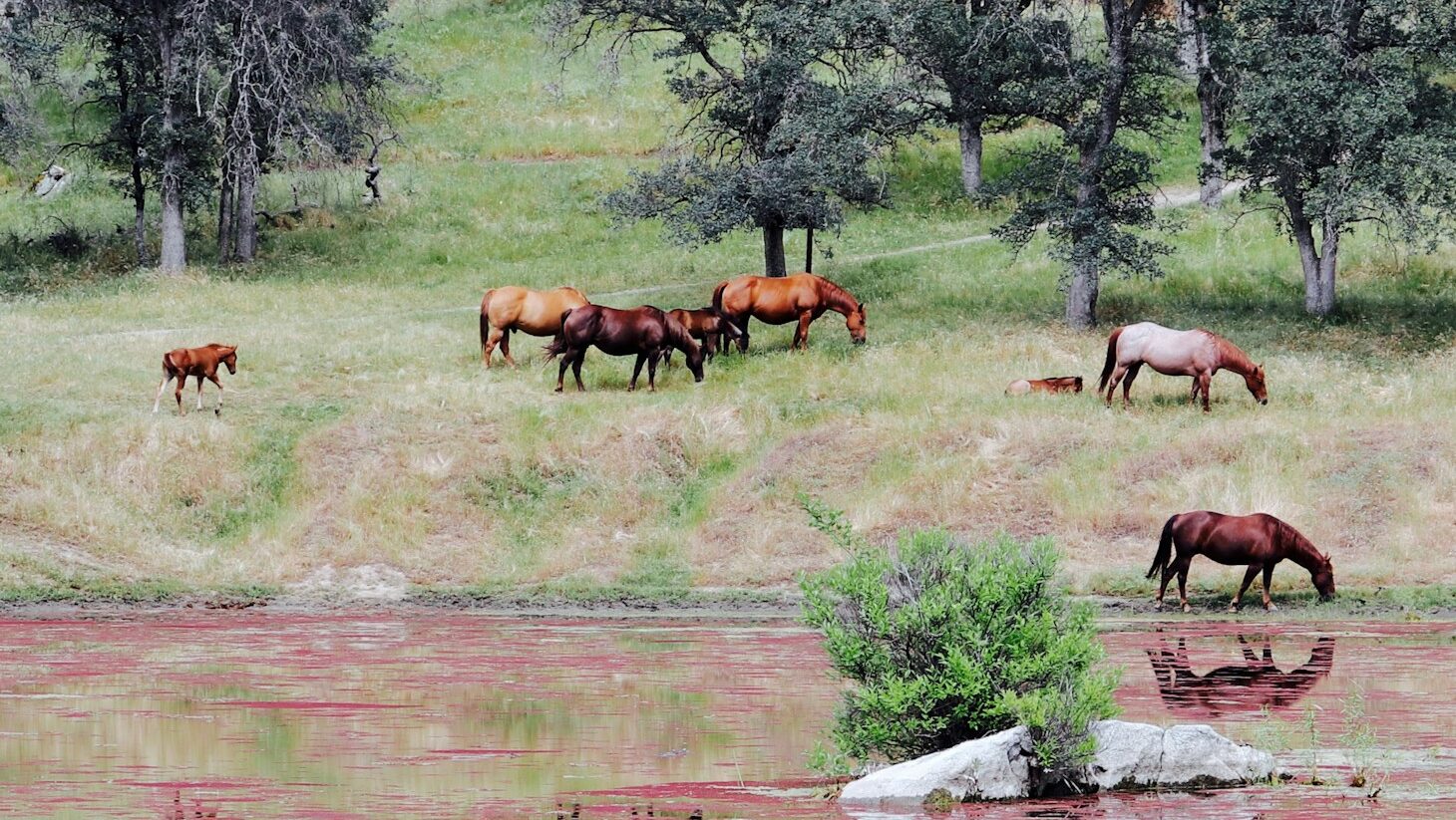 horses near body of water