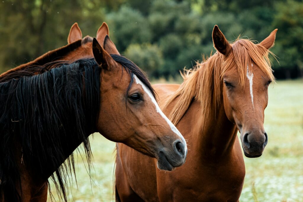 A couple of brown horses standing next to each other