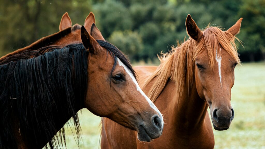 a couple of brown horses standing next to each other