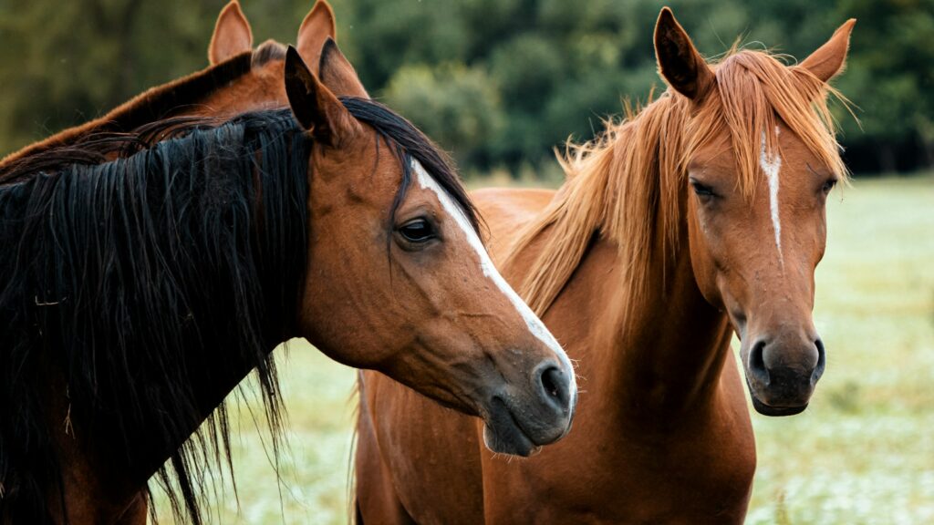 a couple of brown horses standing next to each other