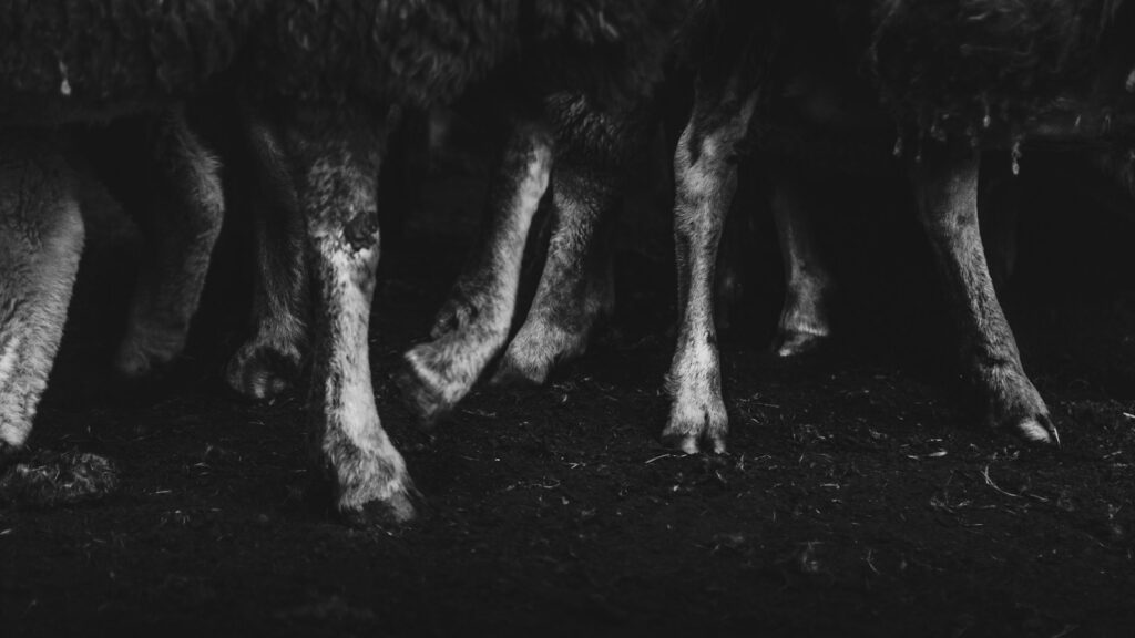 animal feet