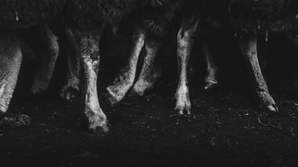 grayscale photo of animal feet