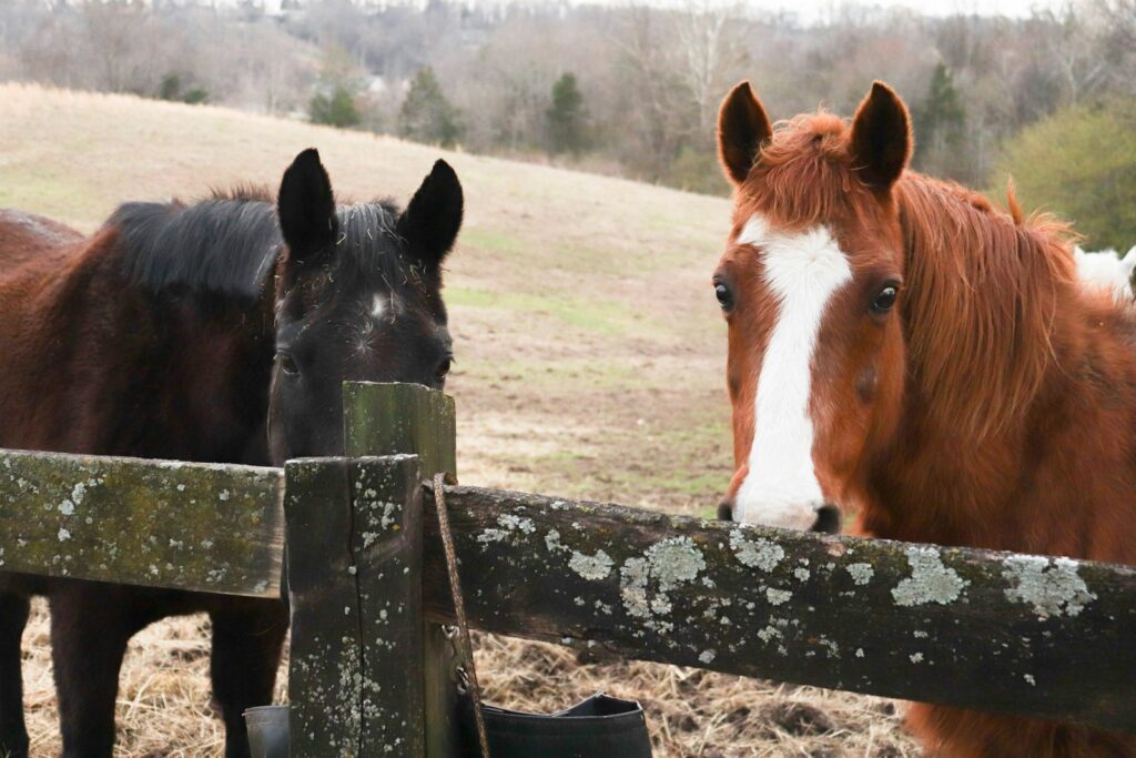 Horses behind a fence
