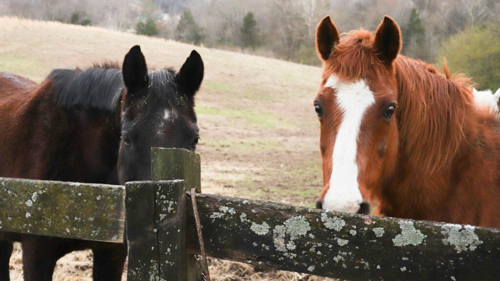 horses behind a fence
