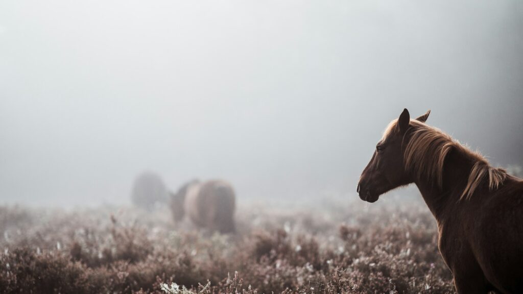 black horse surrounded by fog