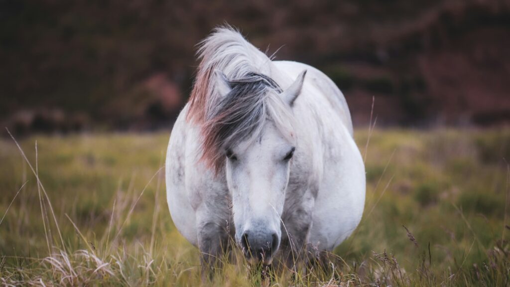 a white horse standing in a field of tall grass