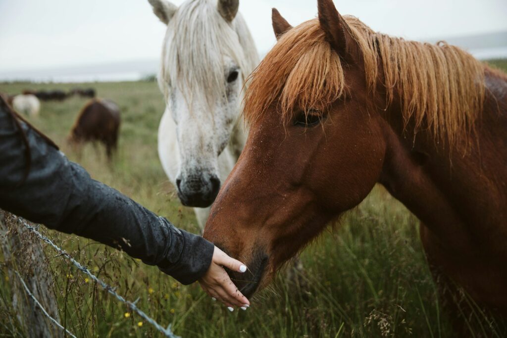 Person holding white and brown horse