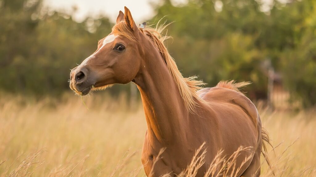 brown horse standing near grass