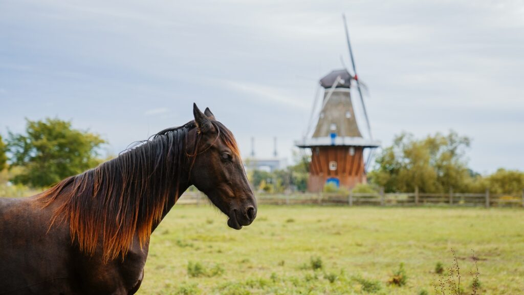 a brown horse standing in front of a windmill