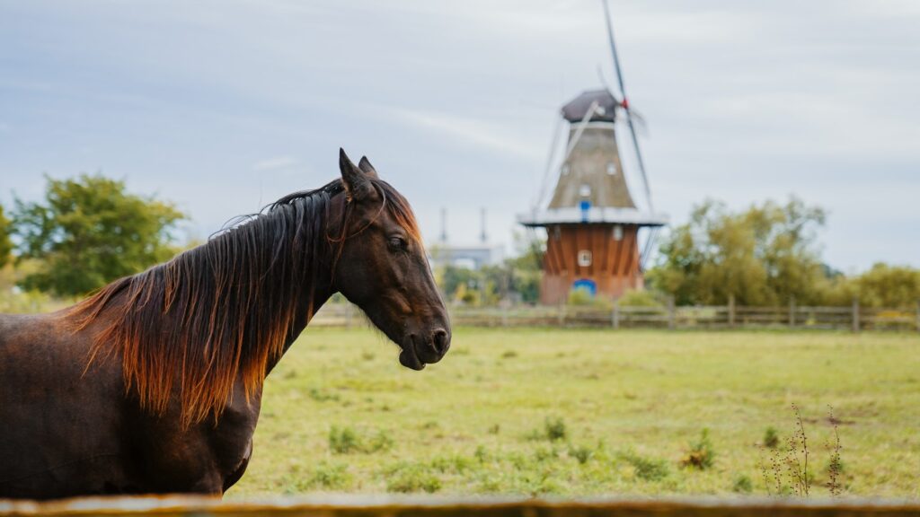 a brown horse standing in front of a windmill