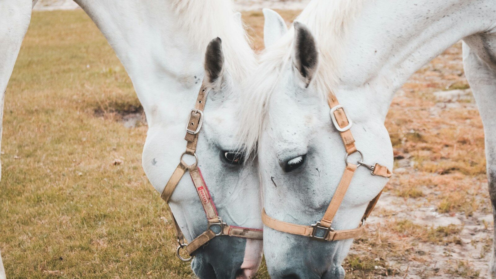 two white horses eatting grasses