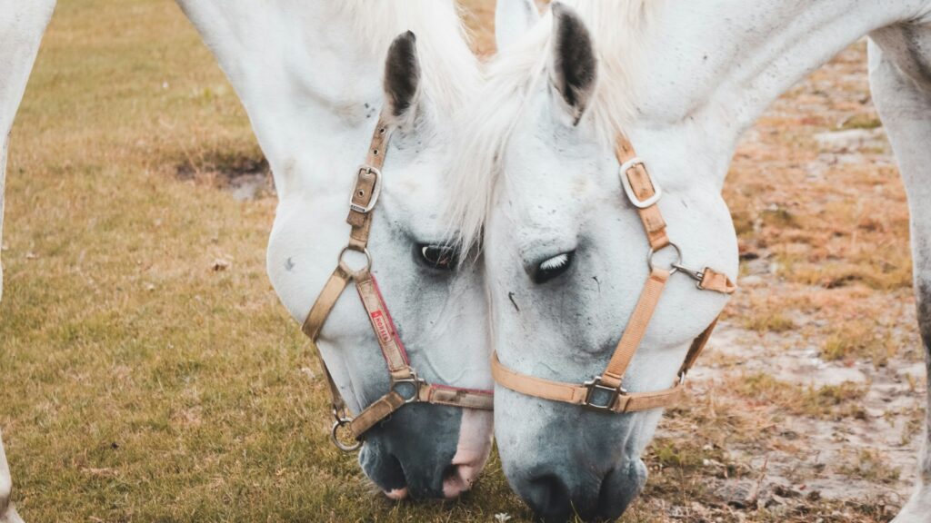 two white horses eatting grasses