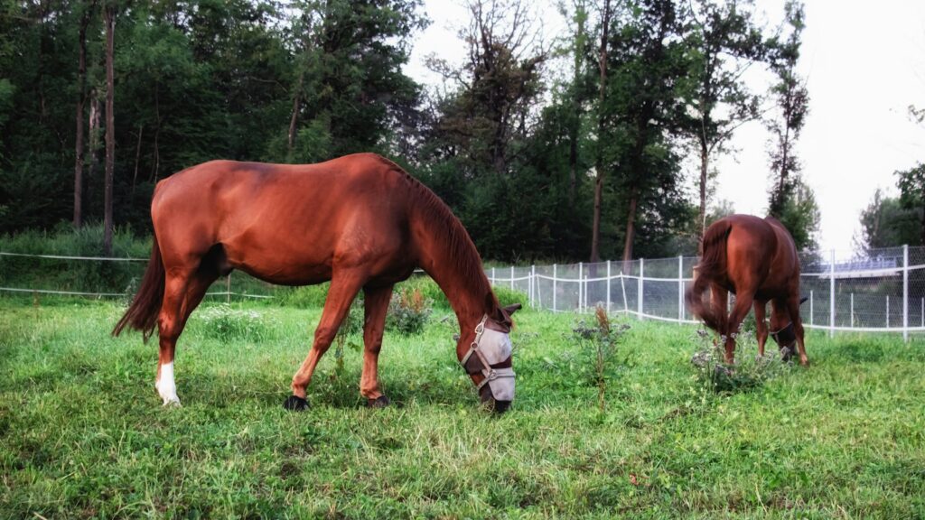 two brown horses grazing