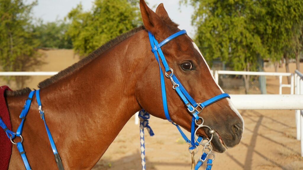 a brown horse wearing a blue bridle and a red blanket