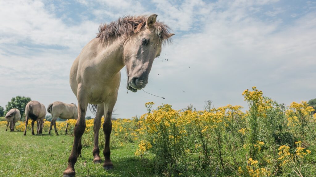 gray horse standing beside yellow flowers