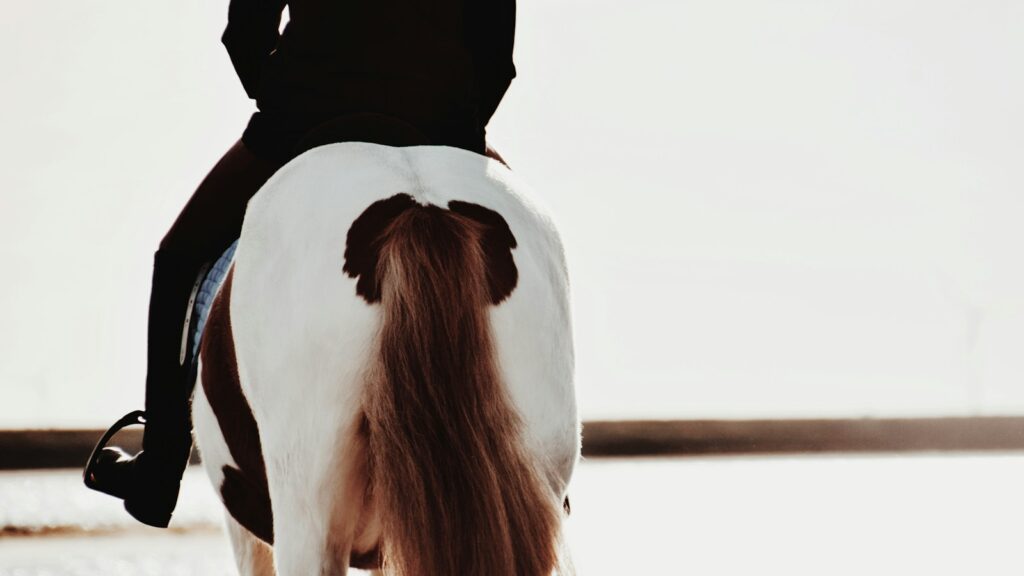 a person riding on the back of a white horse