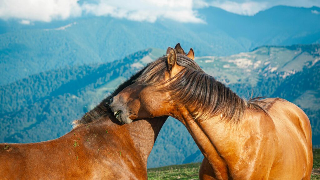 Two horses cuddle against a mountain backdrop.