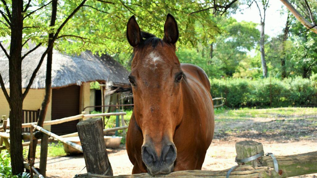 brown horse on brown wooden fence during daytime
