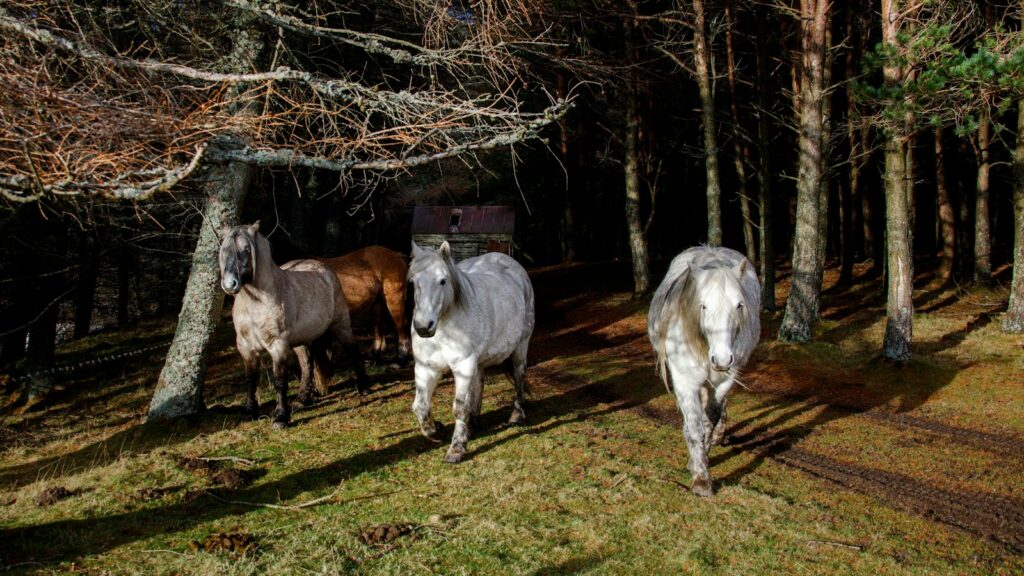 A group of horses walking through a forest