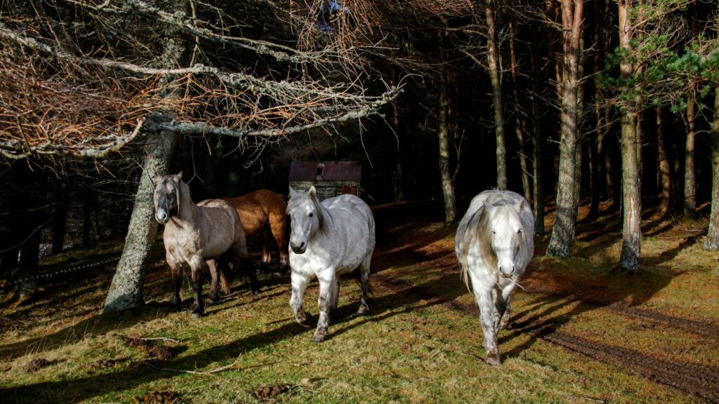 A group of horses walking through a forest