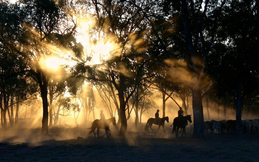 Silhouette photography of horse riders on trees