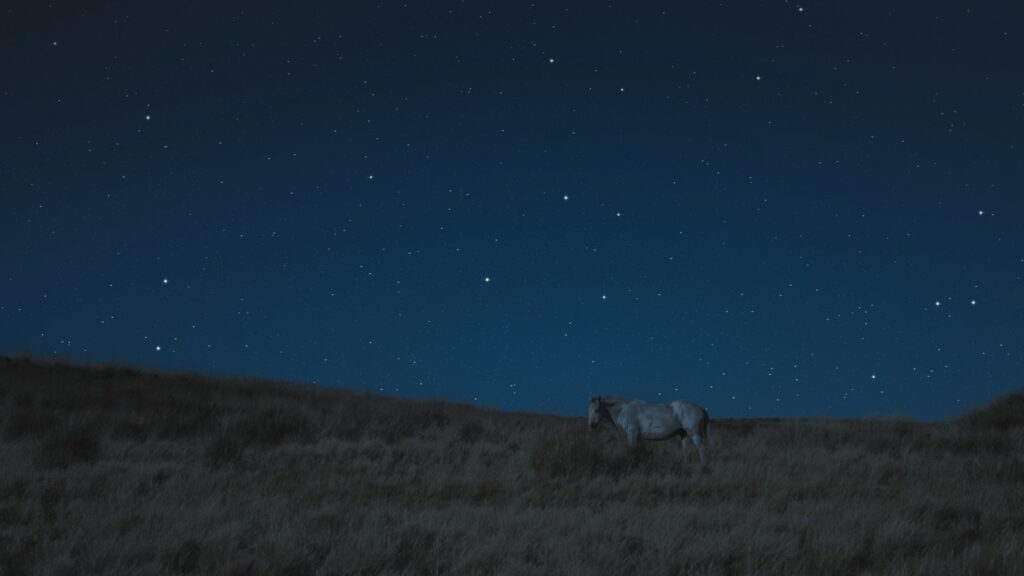 white horse on brown grass during nighttime