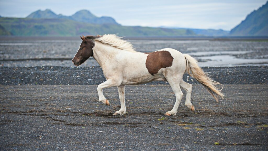 white and brown horse on land during daytime
