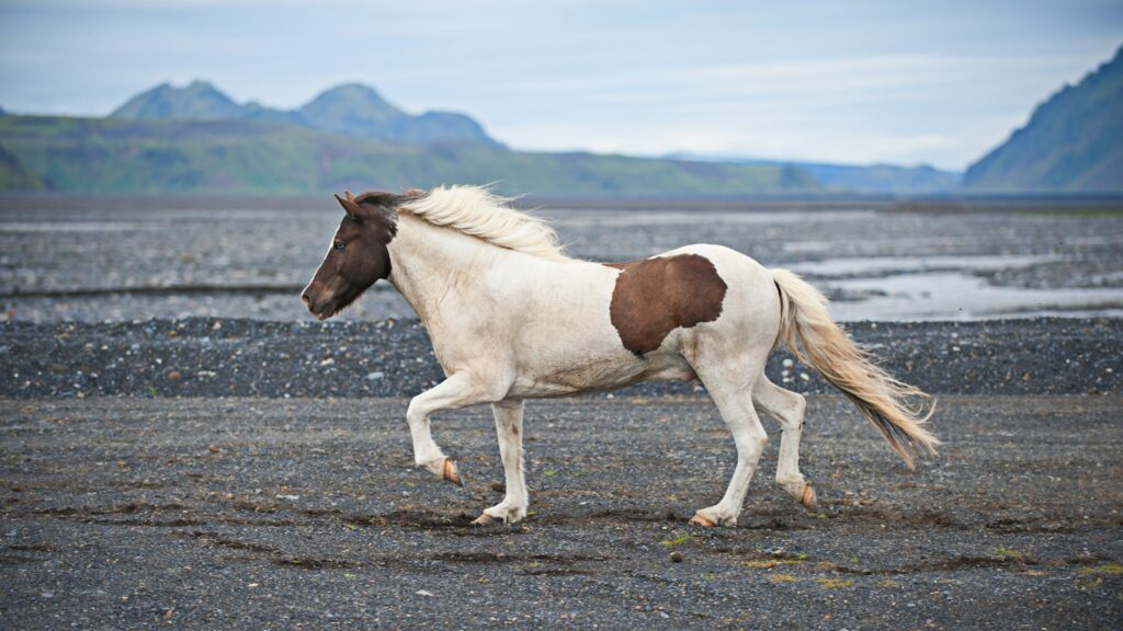 white and brown horse on land during daytime