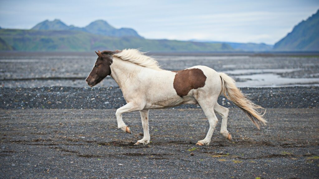 white and brown horse on land during daytime