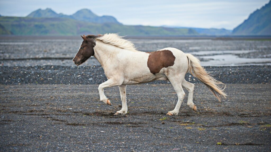 white and brown horse on land during daytime