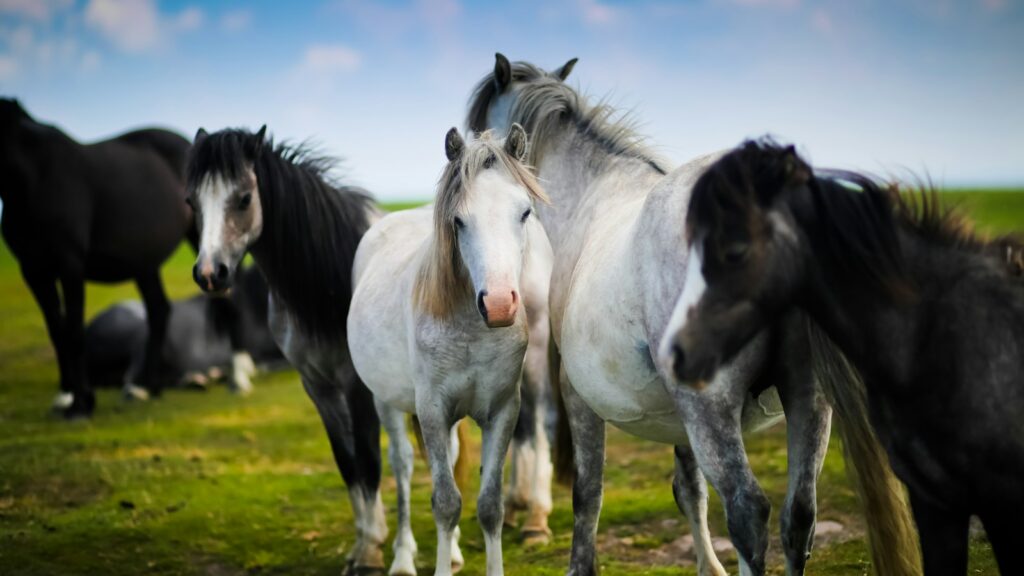 herd of horses standing on grass