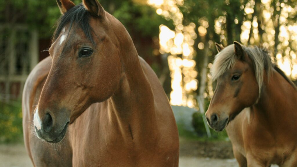 a couple of brown horses standing next to each other