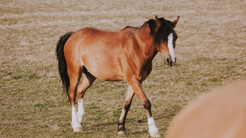 brown and white horse on grass