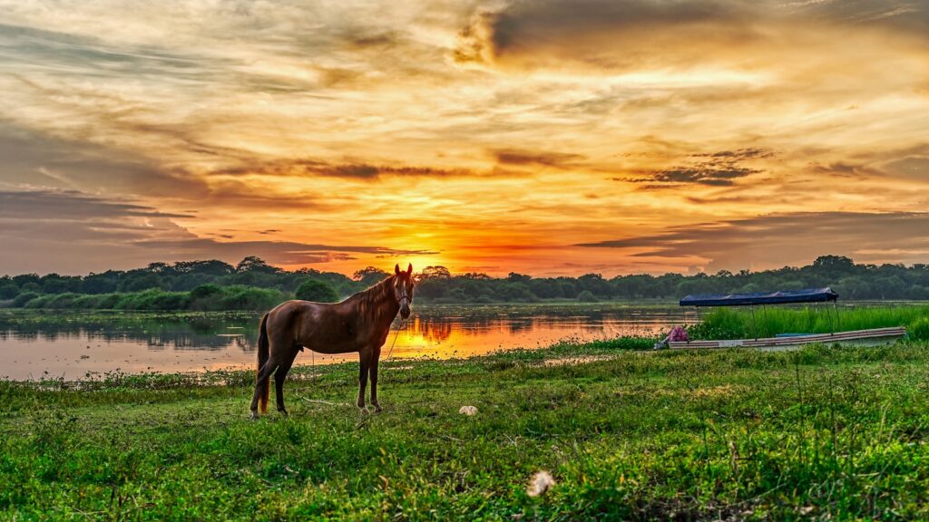 Brown horse on green grass field during sunset