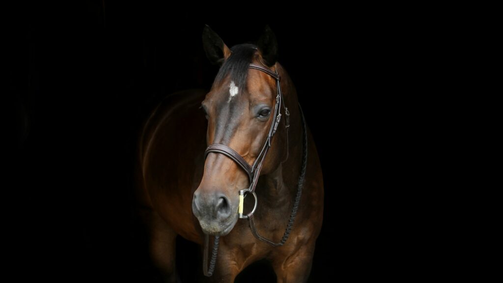 brown horse with white spot on forehead