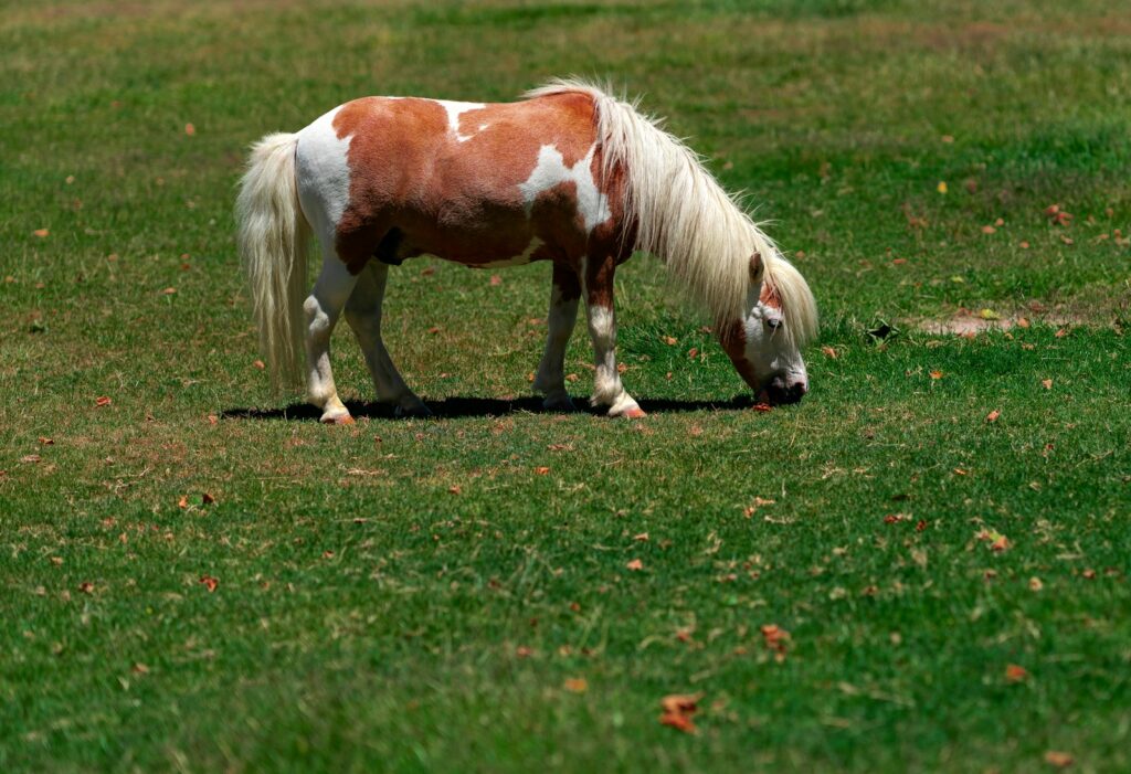 Miniature horse eating grasses